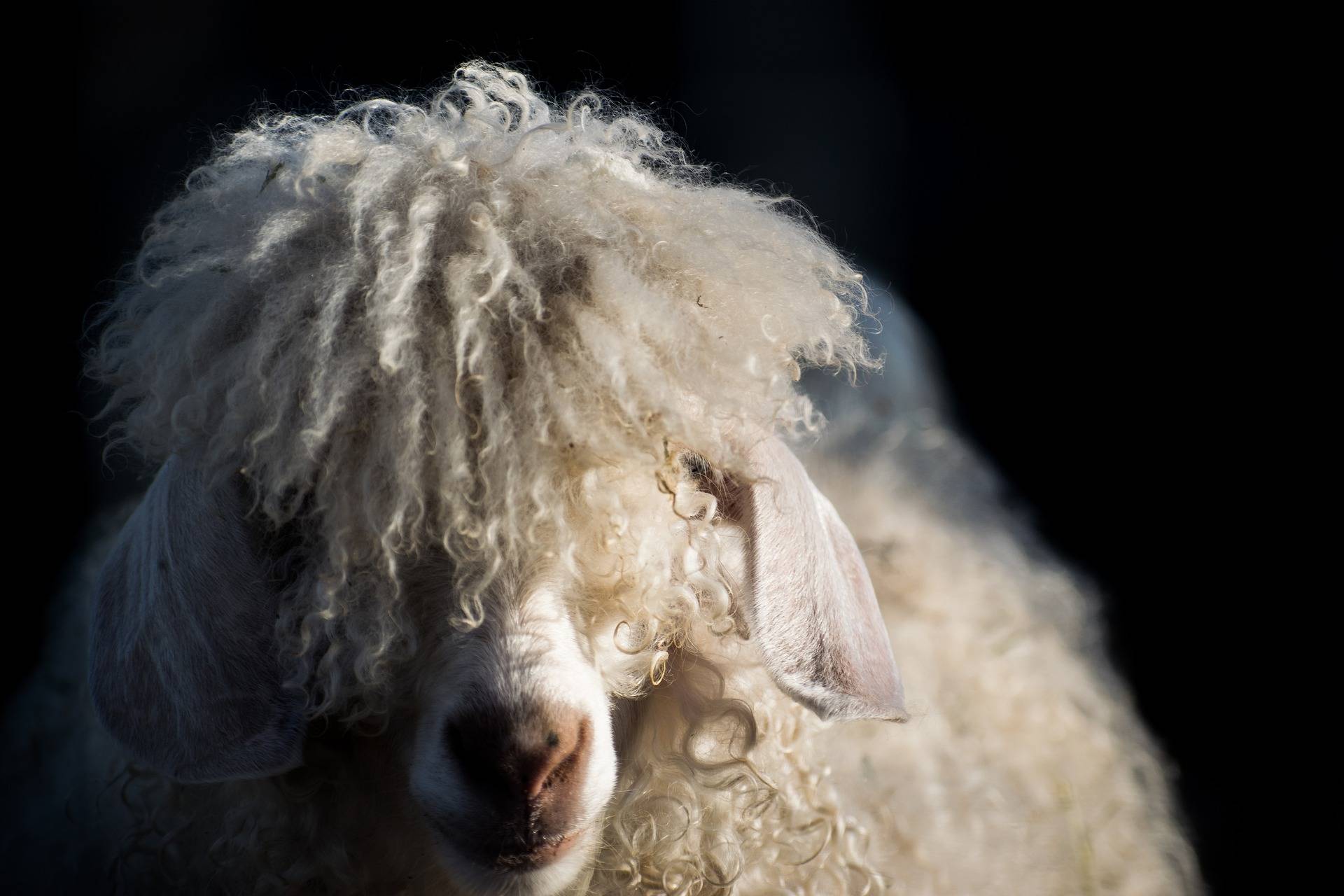 Angora geit op een zwarte achtergrond