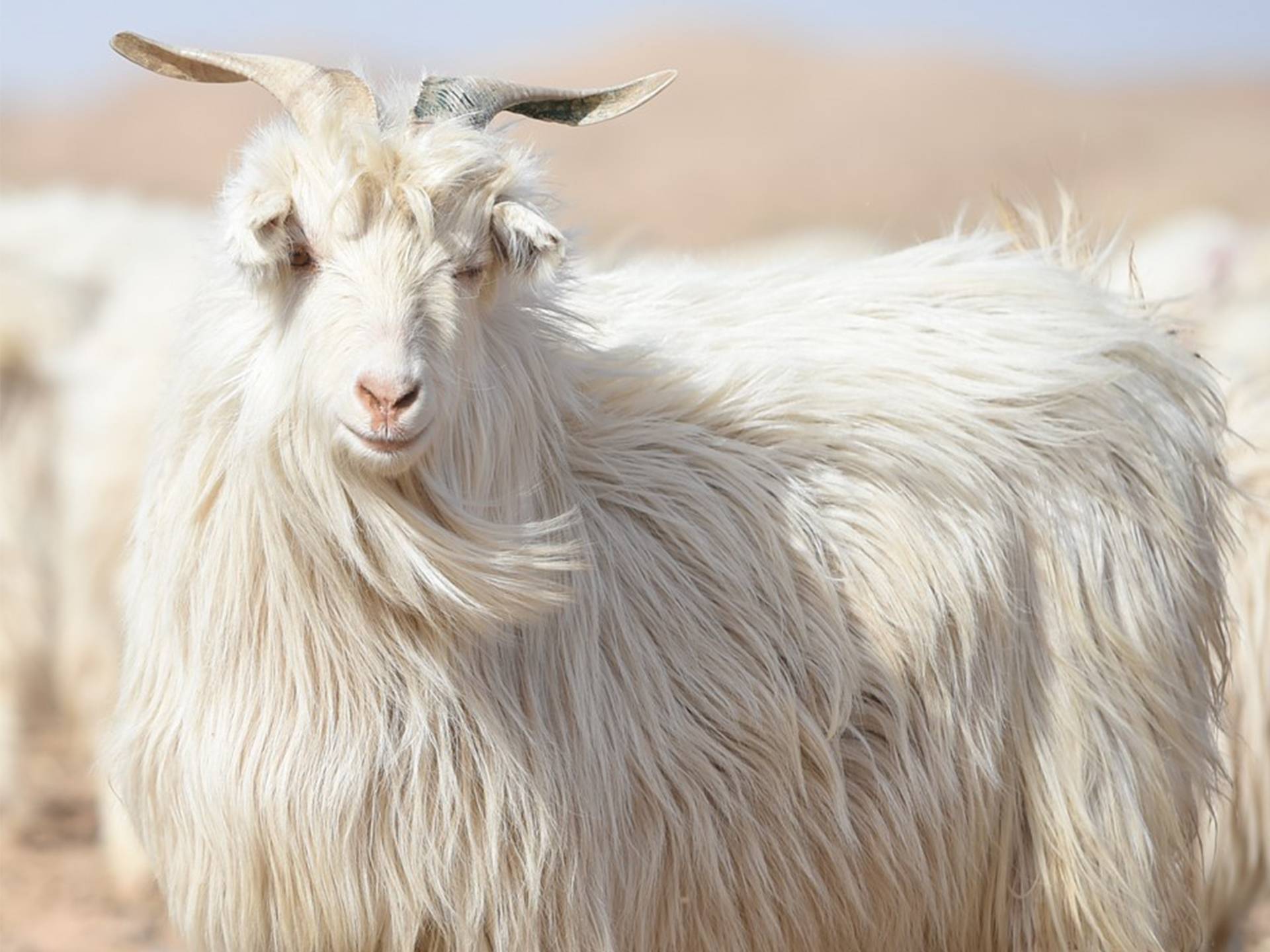 Chèvre cachemire dans une prairie en Inde